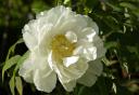Pivoine